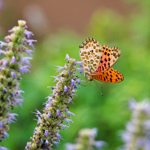 Butterfly III 2021