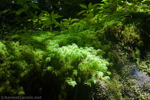 Furry moss near Indian Pass, Adirondack Park, New York