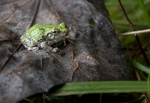 Cope's Gray Treefrog | by cre8foru2009