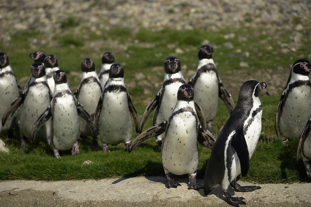 Penguins walk ...