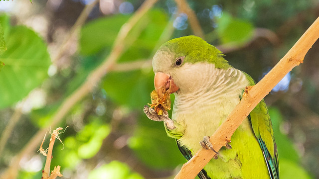Conure veuve - Monk parakeet