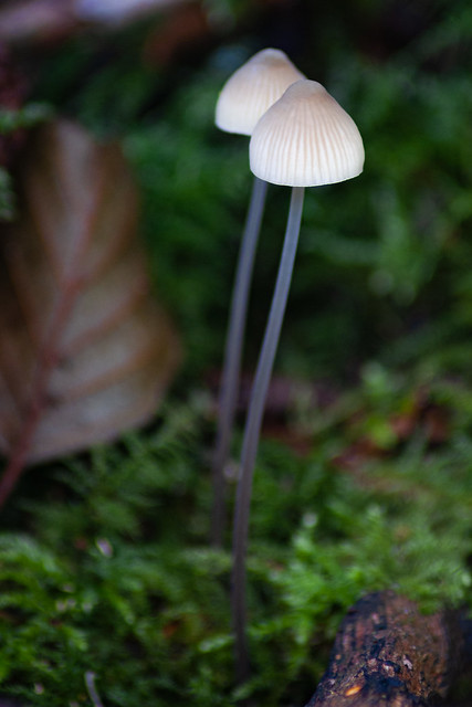 Another Ethereal pair of unknown caps.