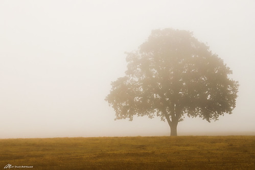 fall fog tree landscape oregon