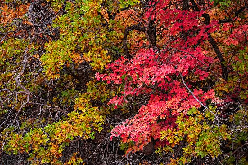 Green & Red