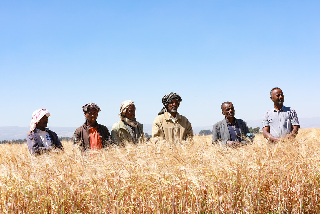 Africa RISING Ethiopian Highlands Bale farmers field day