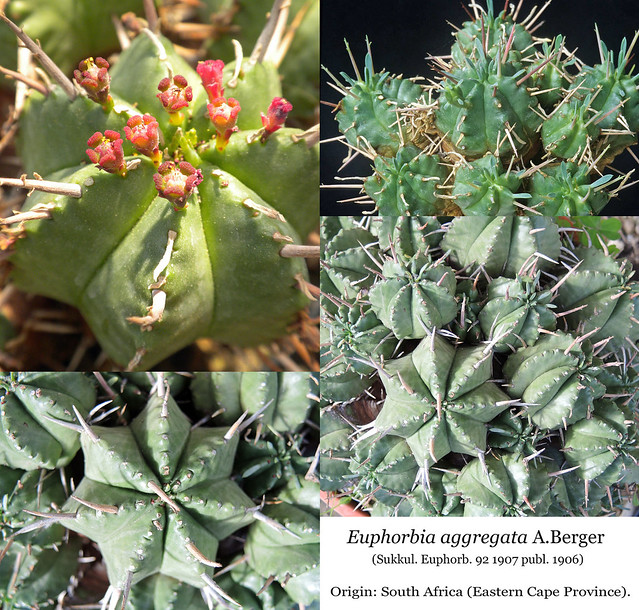 Euphorbia aggregata (collage)