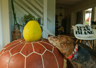 Thumbnail image for album (Jack the dog inspects a pomelo)