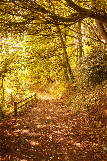 Autumn pathway in the Malvern hills.