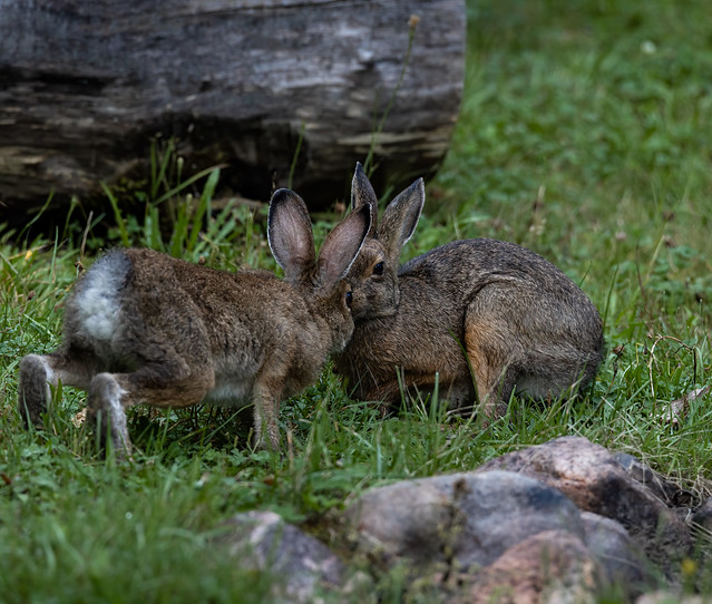 A Meeting of Hares (exp 210911)
