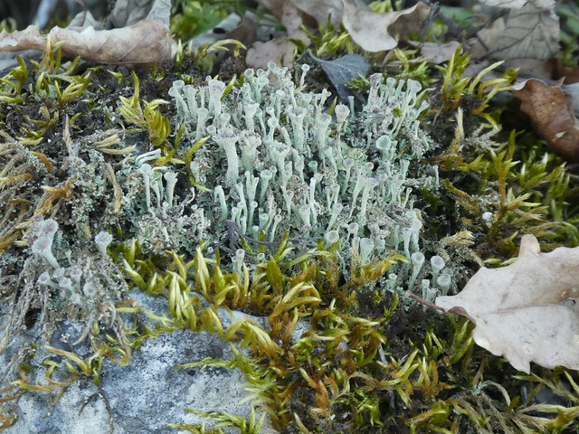 lichen et mousse 16 février 2019