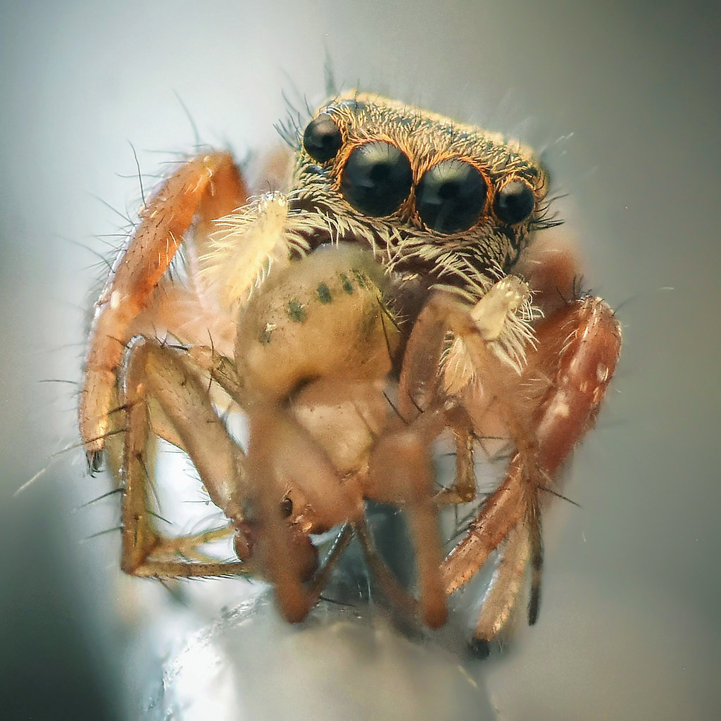 Jumping spider with its prey