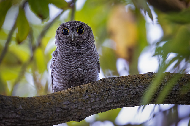 Eyes Wide Open (Juvenile Western Screech Owl)