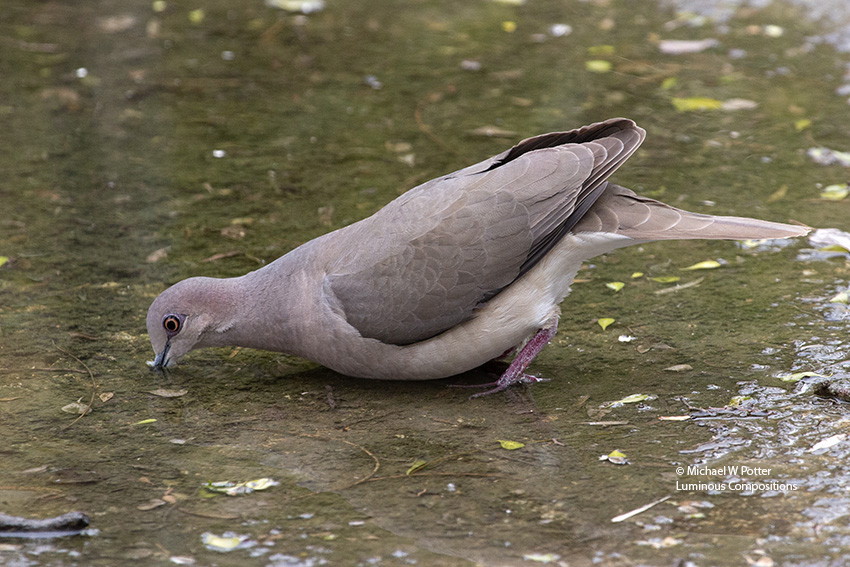 White-tipped Dove drinking