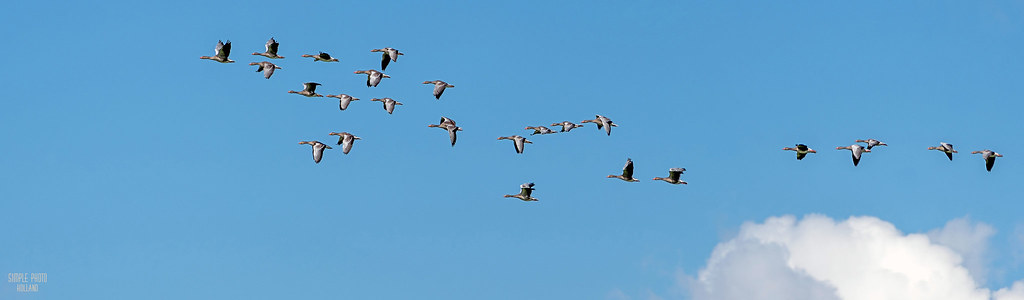 Geese on route