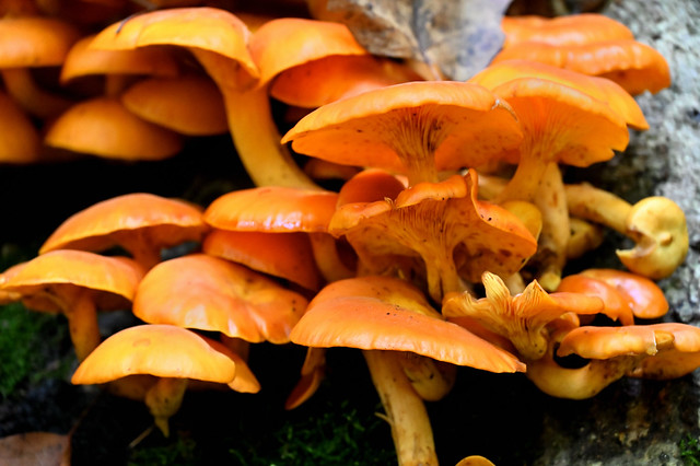 Orange mushroom closeup
