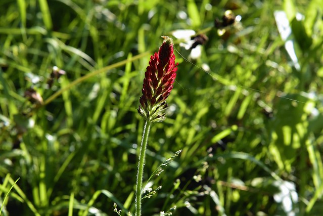 Inkarnat-Klee (Trifolium incarnatum) in einem Blühfeld; Bergenhusen, Stapelholm (14)