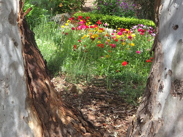 Springton in the Adelaide Hills.  Cheerful colourful ranunculi and River Red Gums in a garden. In October in a cottage garden. .