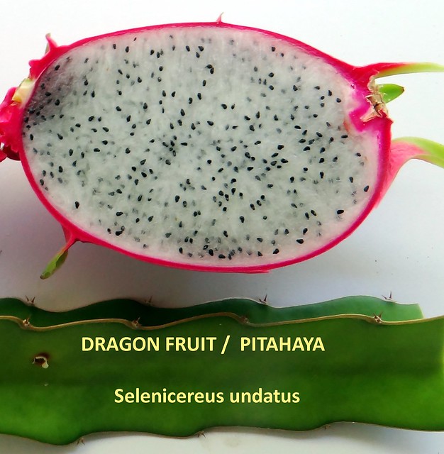 Dragonfruit #23: FRUIT & PLANT