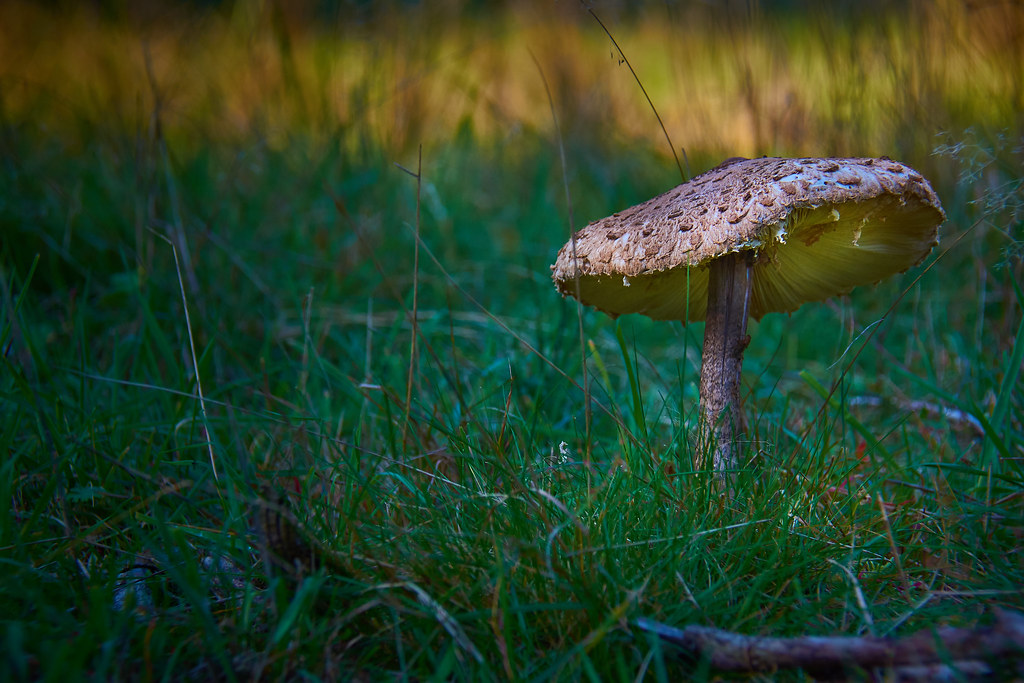 Mysterious world of mushrooms