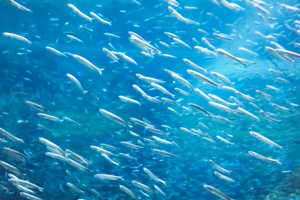 The Unseen Choreography: How Millions of Animals Move as One Without a Leader