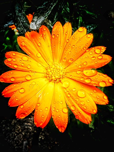 Orange | by JC Hans