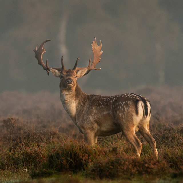 Fallow deer Stag during the Autumn rut in the New Forest