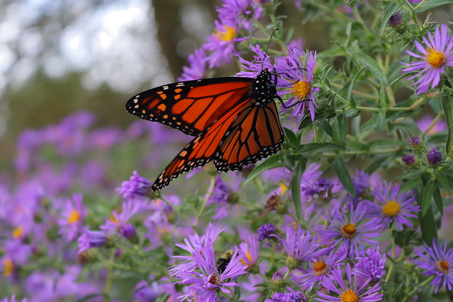 Mariposa monarca - Monarch Butterfly (Danaus plexippus)
