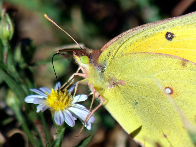 Up Close & Personal With An Orange Sulphur Butterfly