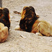 Phot.Beijing.Zoo.Lions.01.120826.3244.jpg