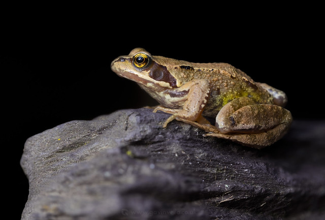 Common Frog w - AS4A2697