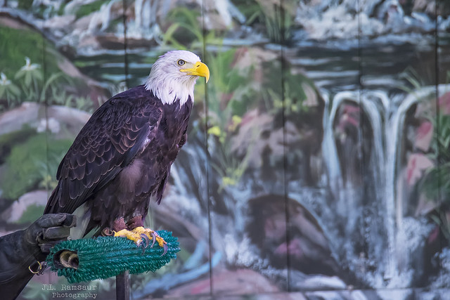 America (name of this Bald Eagle) - Dollywood USA - American Eagle Foundation