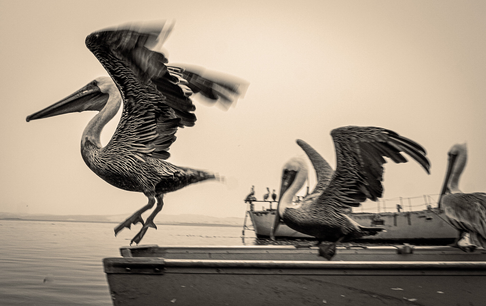 Pelicans taking off