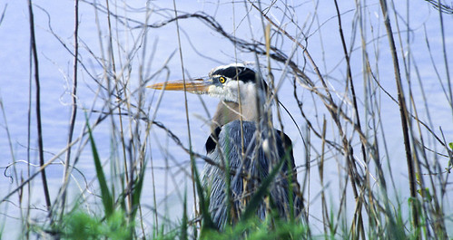 Great blue heron profile | by chesbayprogram