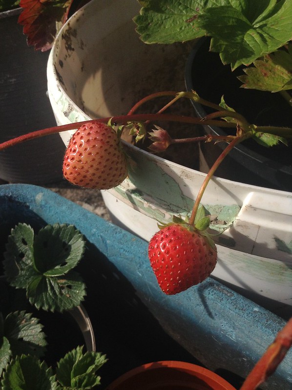 October Strawberries