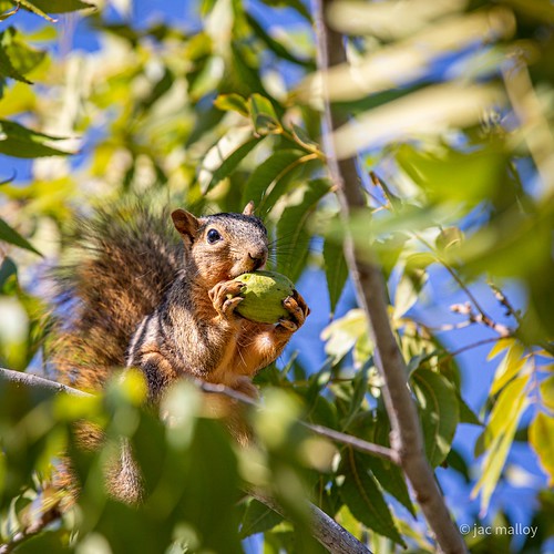 Squirrel husks the nut. | by jac malloy