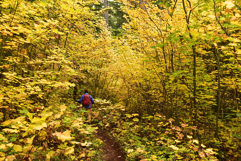 Dog River Trail