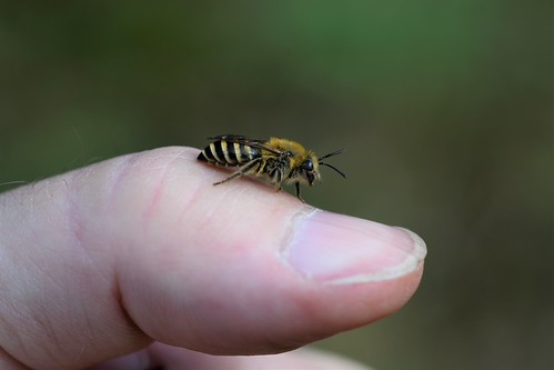Ivy Mining Bee (Colletes hederae) | by willjatkins