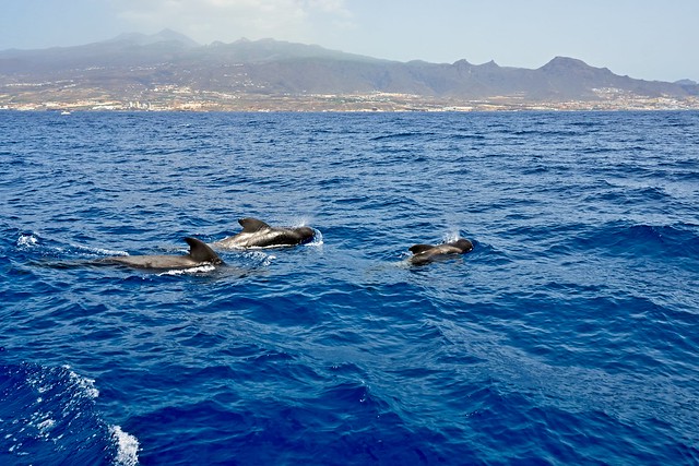 Whales in Tenerife