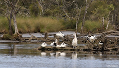 A squadron of pelicans resting on the banks of the Canning River.