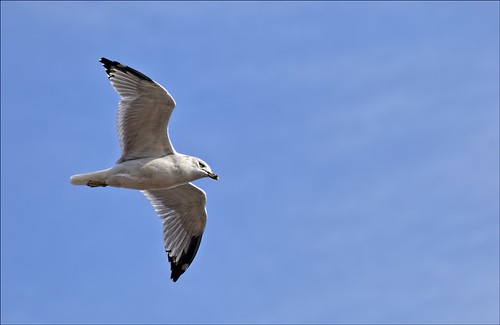 Gull | by Sue90ca MORE OFF THAN ON