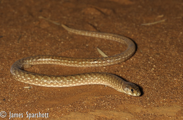 Eastern Hooded Scaly-Foot (Pygopus schraderi)