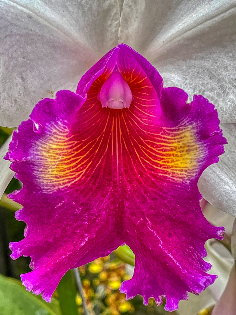 Orchid detail...