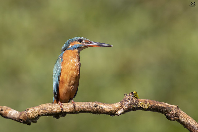Guarda-rios, kingfisher (Alcedo atthis)