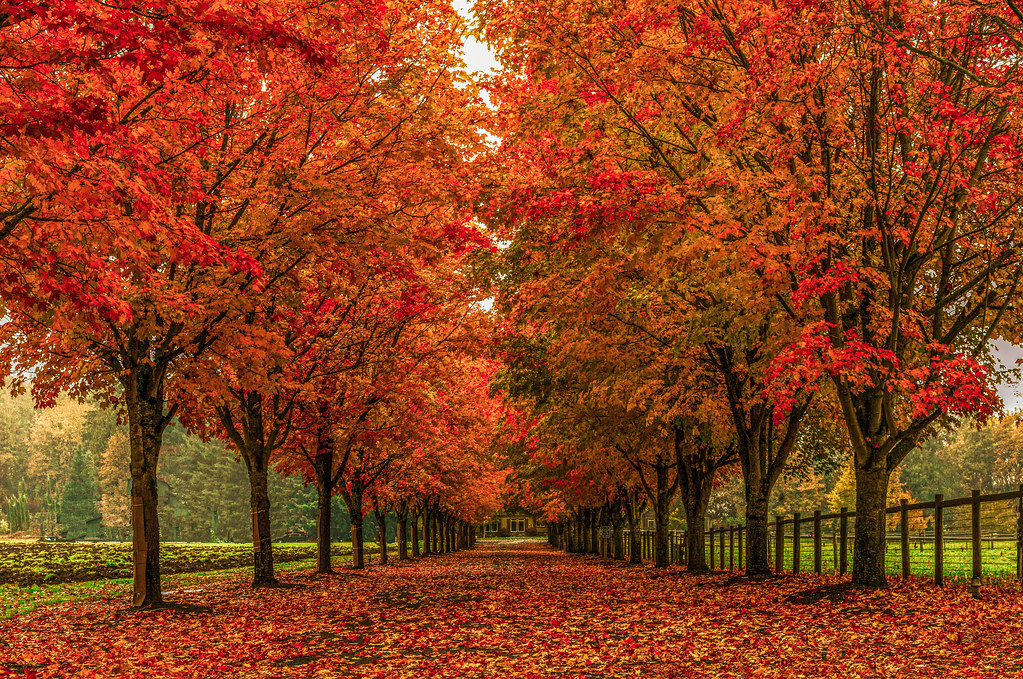 Country Autumn Lane | Driveway lined with maple trees in bri… | Flickr
