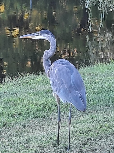 Young Great Blue Heron