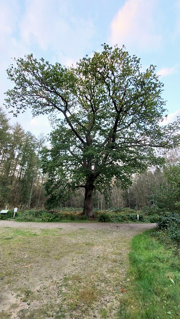 300 year old oak tree, Broadwater Warren, East Sussex, England. swcwalks, swcwalk19 