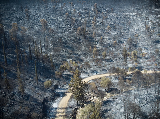 Jerusalem Forest Fire Aftermath
