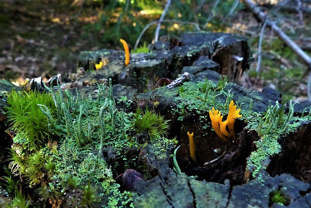 La mousse, le lichen et le champignon