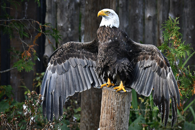 American Bald Eagle Drying its Wings