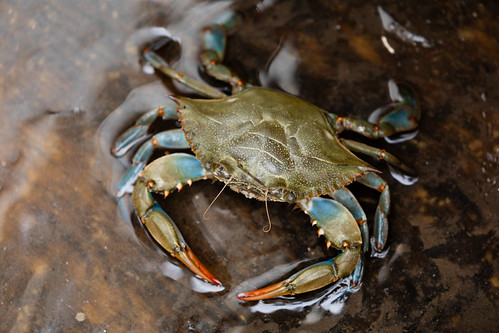 Crabbing in Somerset County, Maryland | by chesbayprogram